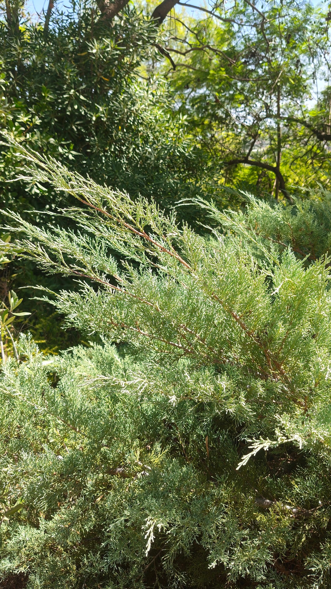 Ejemplar de Juniperus virginiana de porte extendido en un jardín seco