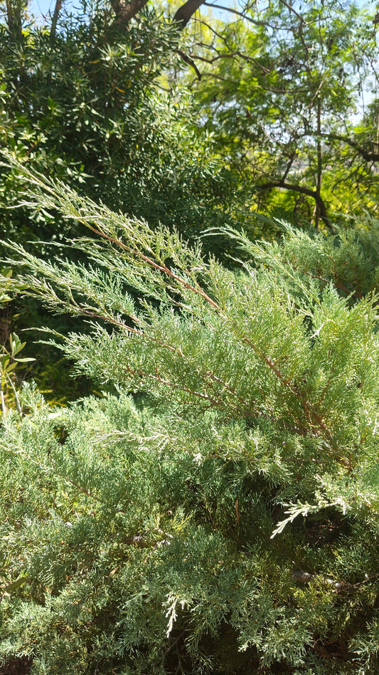 Ejemplar de Juniperus virginiana de porte extendido en un jardín seco